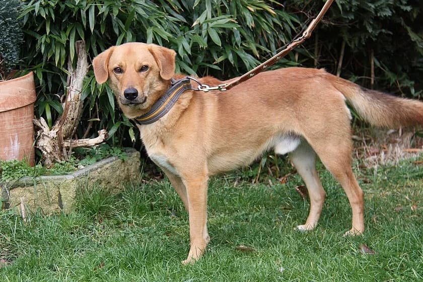 Jacky, male 4yo Mixed Breed for adoption at Tierheim Münster, Münster