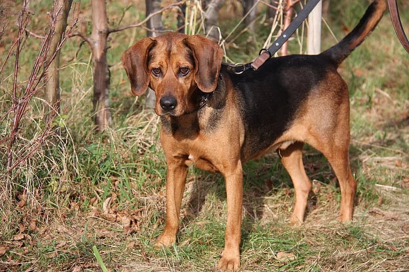 Johnny, male senior mixed breed for adoption at Tierheim Münster, Münster