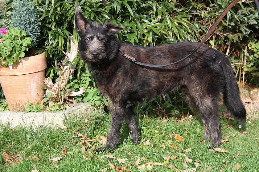 Polly, braun female senior mixed breed for adoption at Tierheim Münster, Münster