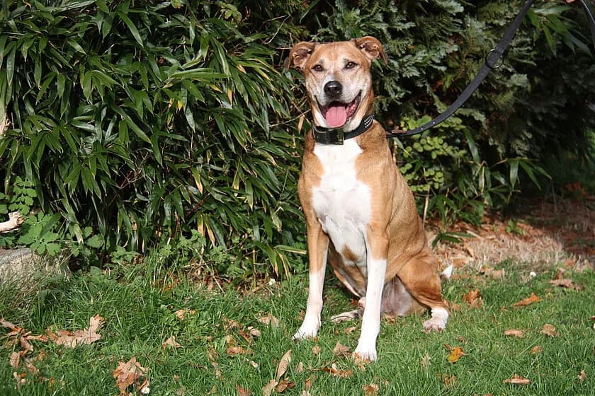 Joker, male senior Mixed Breed for adoption at Tierheim Münster, Münster