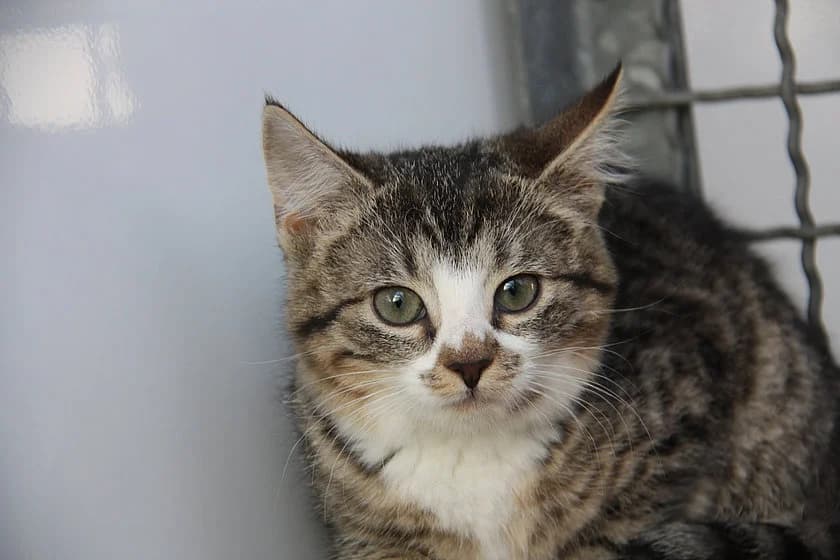 Gisi, female mixed breed for adoption at Tierheim Münster, Münster