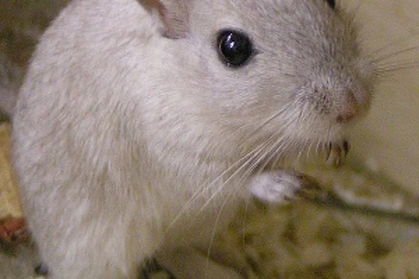 Rennmäuse,  Mixed Breed for adoption at Tierheim Münster, Münster