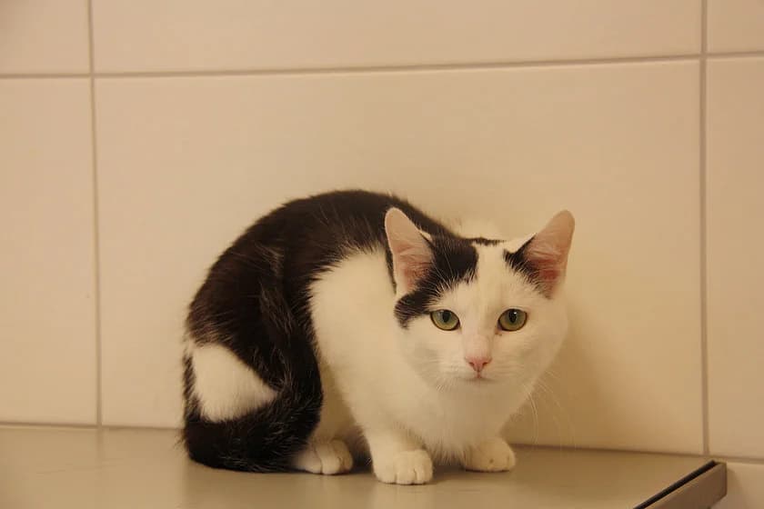 Sterni, female mixed breed for adoption at Tierheim Münster, Münster