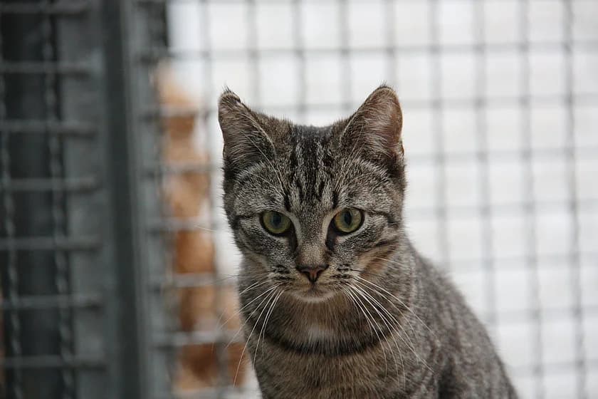 Stevie, male mixed breed for adoption at Tierheim Münster, Münster
