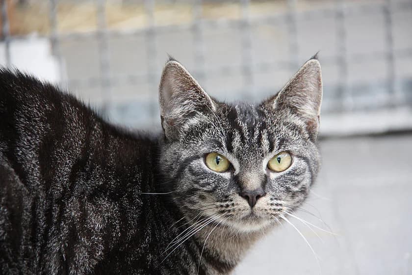 Stan, male mixed breed for adoption at Tierheim Münster, Münster