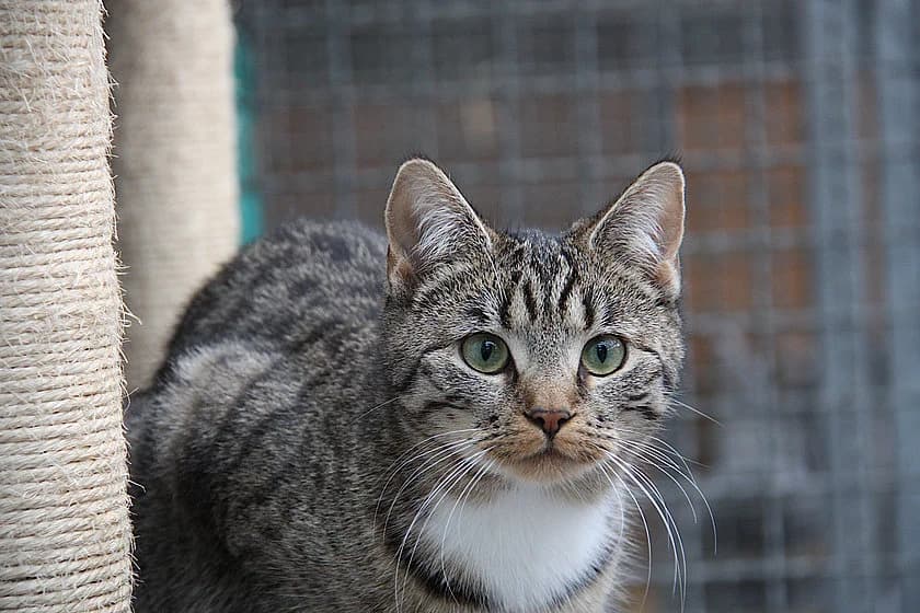 Sweety, female mixed breed for adoption at Tierheim Münster, Münster