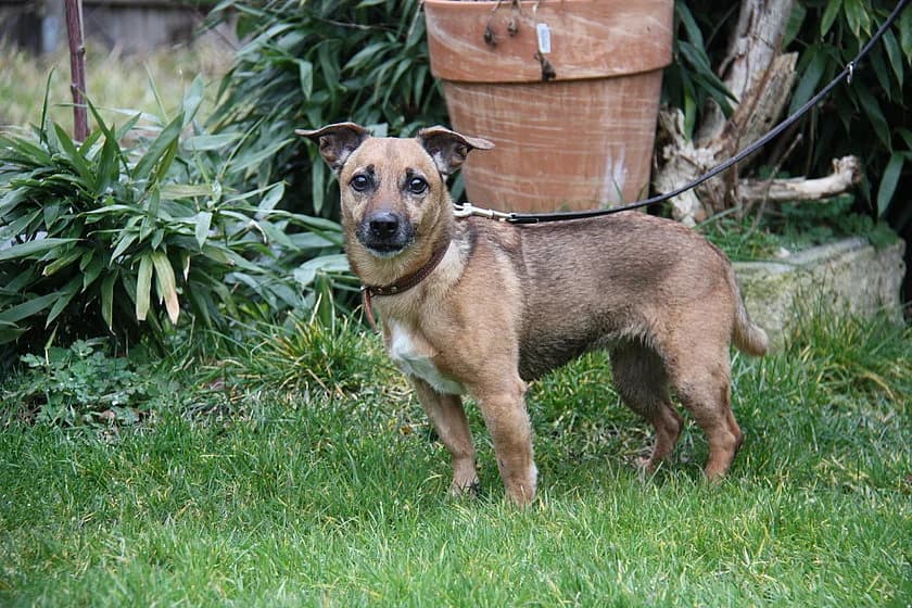 Ginger, female senior mixed breed for adoption at Tierheim Münster, Münster