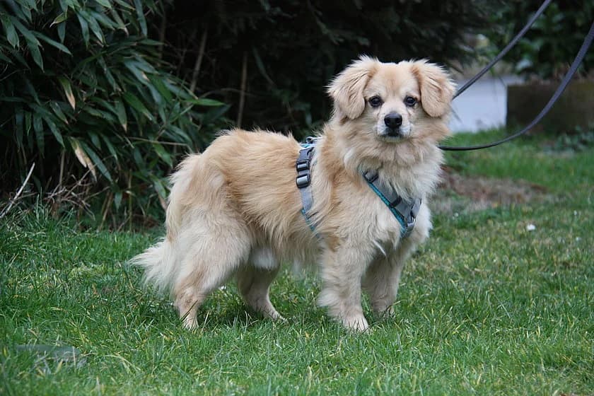 Iggi, golden male senior Pomeranian for adoption at Tierheim Münster, Münster
