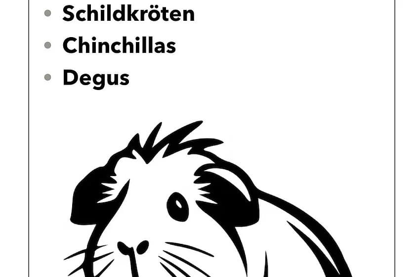 weitere Kleintiere, Mixed Breed for adoption at Tierheim Münster, Münster