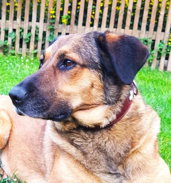 Lotta, female German Shepherd for adoption at Tierheim Neu-Amerika