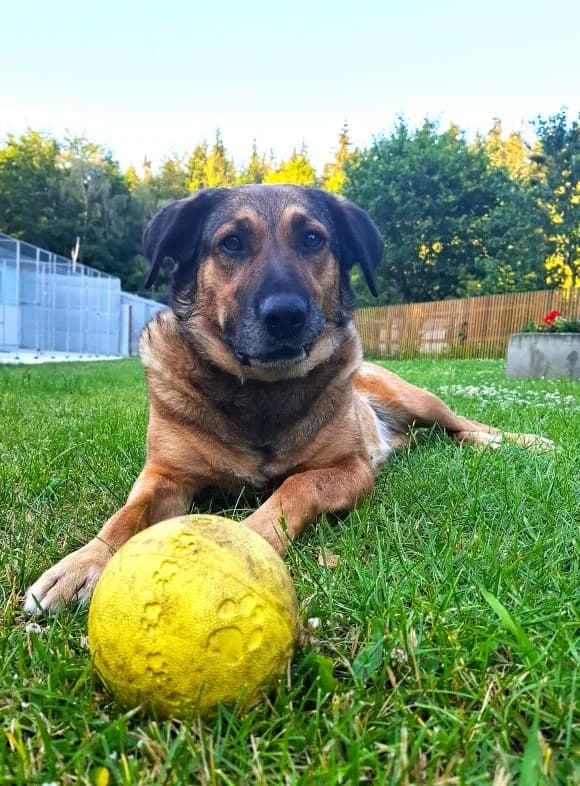 Lotta, female German Shepherd for adoption at Tierheim Neu-Amerika — photo 2 of 2