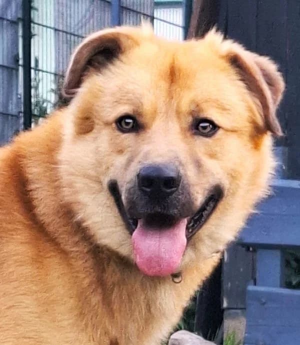 Caramel, male Mixed Breed for adoption at Tierheim Neu-Amerika, Annaberg-Buchholz