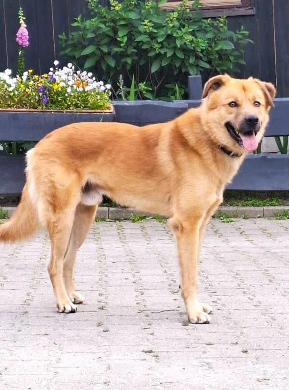 Caramel, male Mixed Breed for adoption at Tierheim Neu-Amerika — photo 2 of 4