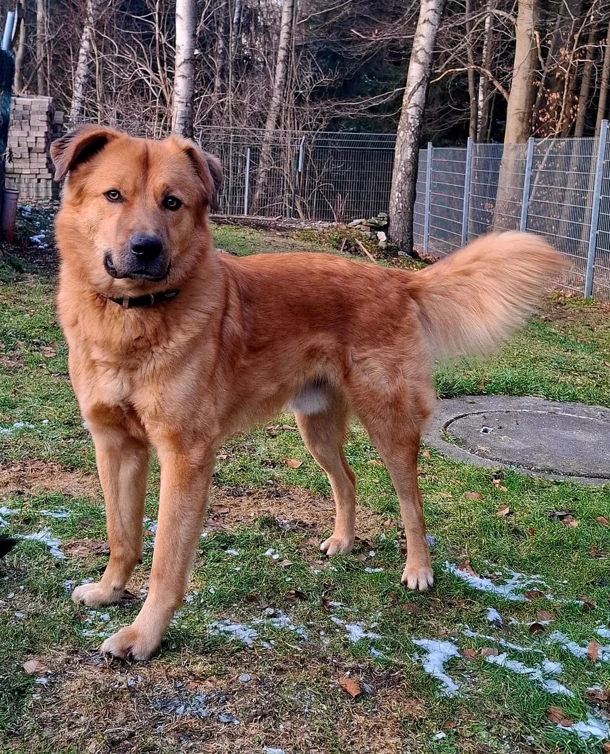 Caramel, male Mixed Breed for adoption at Tierheim Neu-Amerika — photo 3 of 4