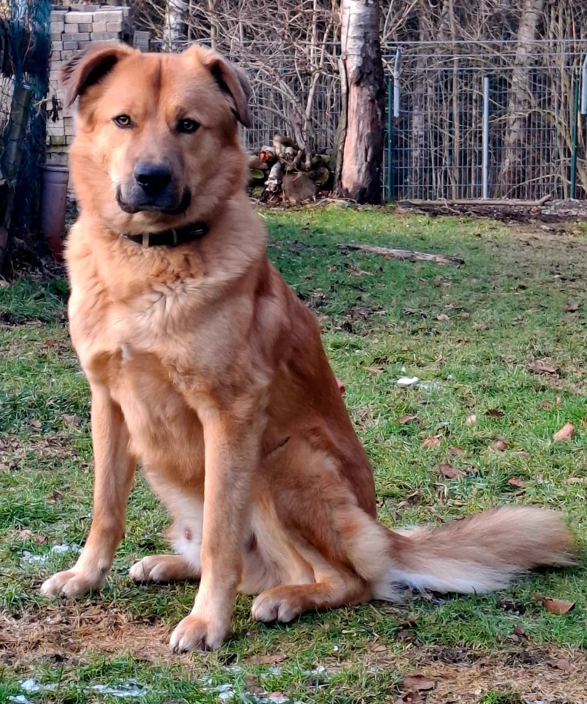 Caramel, male Mixed Breed for adoption at Tierheim Neu-Amerika — photo 4 of 4