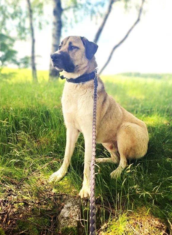Talos, male Kangal for adoption at Tierheim Neu-Amerika, Annaberg-Buchholz