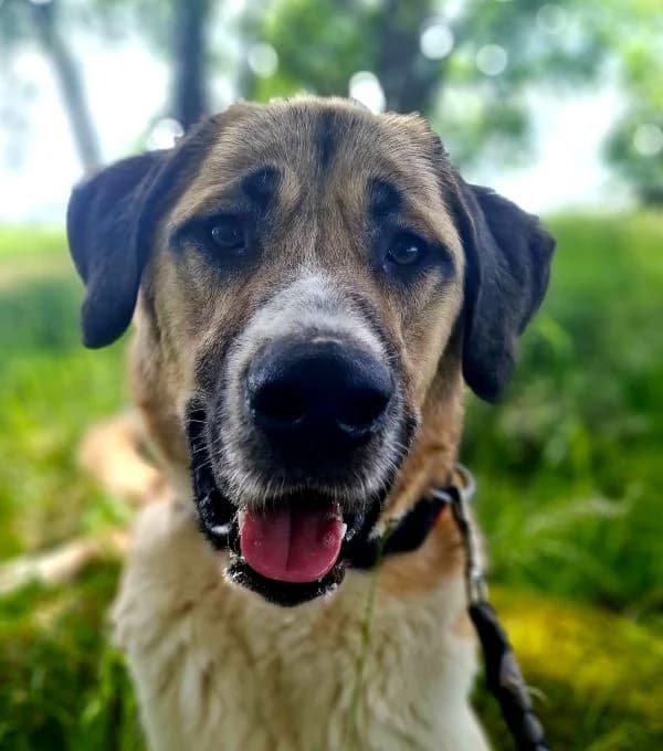 Talos, male Kangal for adoption at Tierheim Neu-Amerika — photo 2 of 2