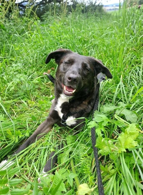 Milena, male Mixed Breed for adoption at Tierheim Neu-Amerika