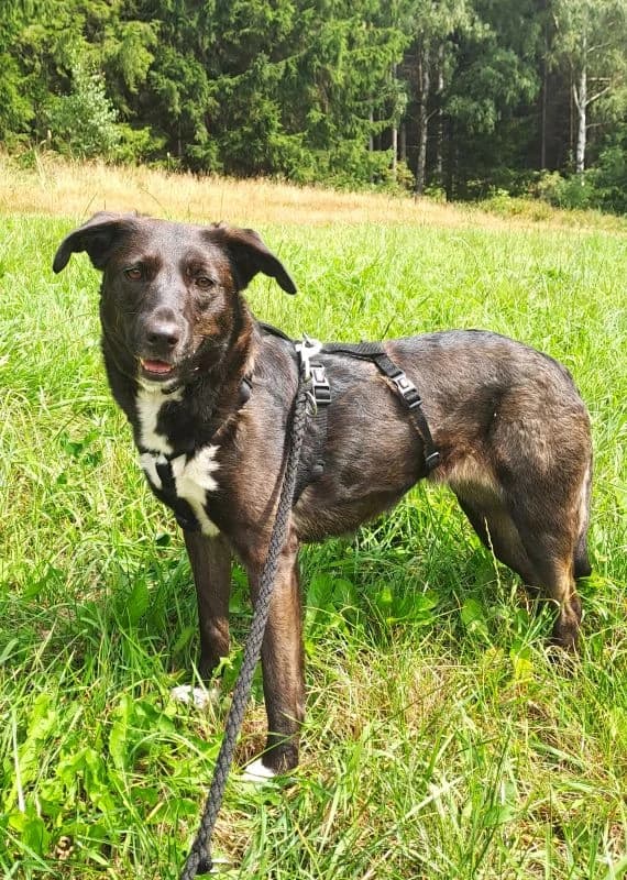 Milena, male Mixed Breed for adoption at Tierheim Neu-Amerika — photo 2 of 2