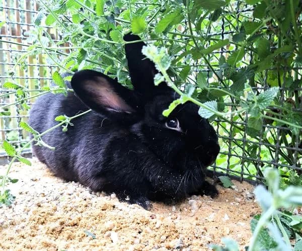 Schoki, female 3yo mixed breed for adoption at Tierheim Neu-Amerika, Annaberg-Buchholz