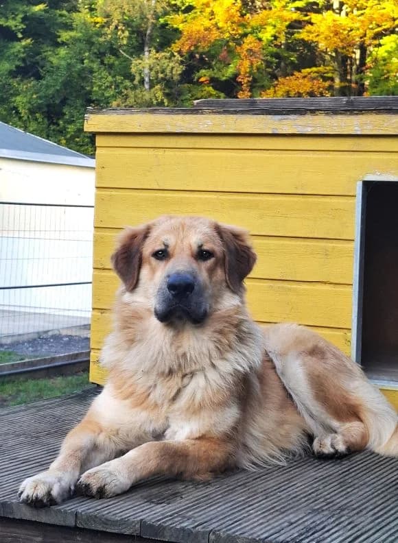 Knut, male Mixed Breed for adoption at Tierheim Neu-Amerika — photo 2 of 4