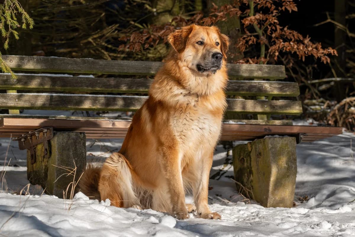 Knut, male Mixed Breed for adoption at Tierheim Neu-Amerika — photo 3 of 4