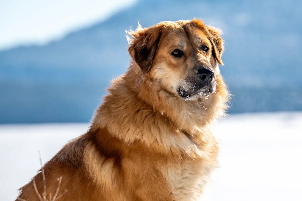 Knut, male Mixed Breed for adoption at Tierheim Neu-Amerika — photo 4 of 4