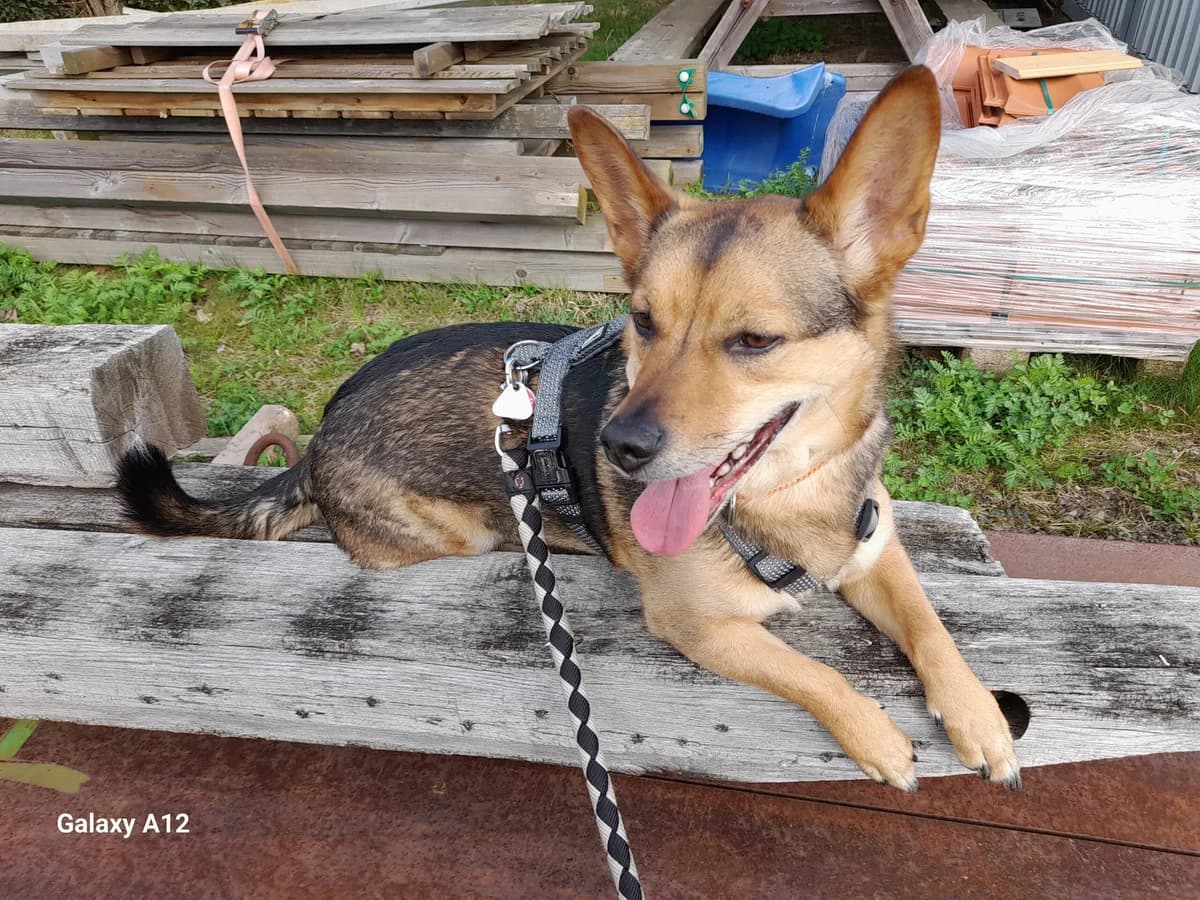 Odin, male young German Shepherd for adoption at Tierheim Neu-Amerika, Annaberg-Buchholz