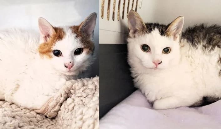 Bernhard & Bianca, male Mixed Breed Cat for adoption at Tierheim Neu-Amerika, Annaberg-Buchholz