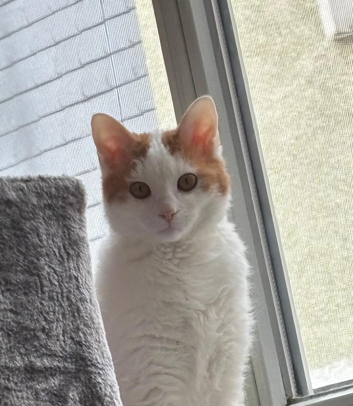 Bernhard & Bianca, male Mixed Breed Cat for adoption at Tierheim Neu-Amerika — photo 2 of 5