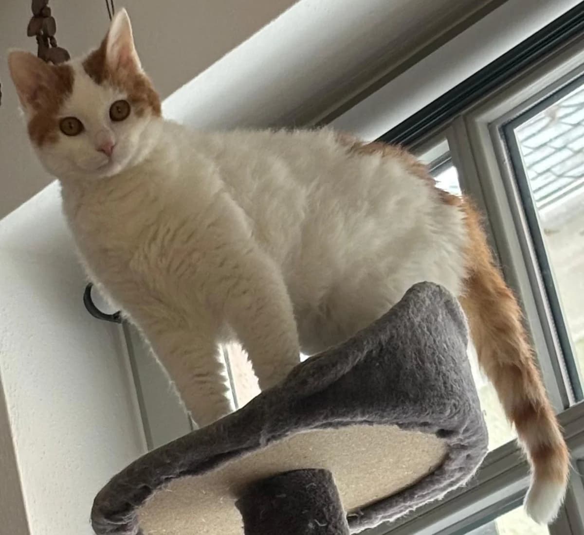 Bernhard & Bianca, male Mixed Breed Cat for adoption at Tierheim Neu-Amerika — photo 3 of 5