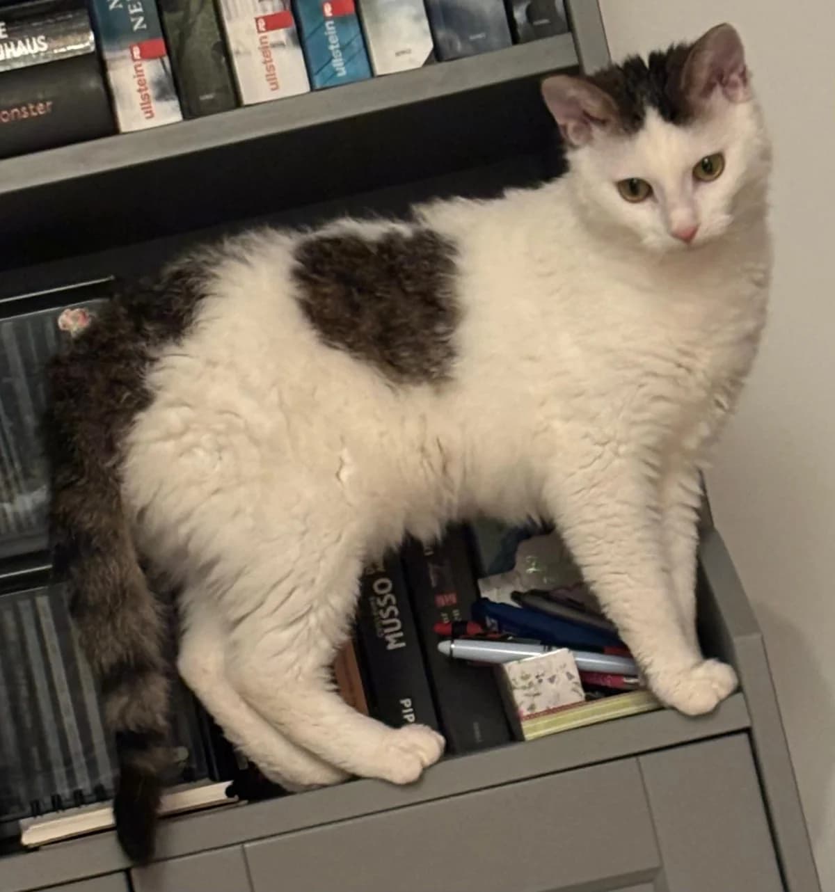 Bernhard & Bianca, male Mixed Breed Cat for adoption at Tierheim Neu-Amerika — photo 4 of 5