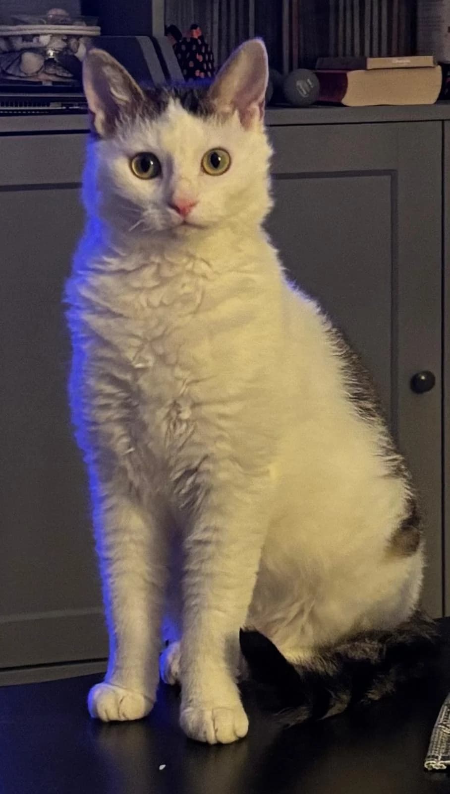 Bernhard & Bianca, male Mixed Breed Cat for adoption at Tierheim Neu-Amerika — photo 5 of 5