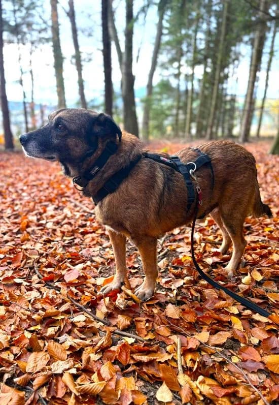 Timon, male Mixed Breed for adoption at Tierheim Neu-Amerika, Annaberg-Buchholz