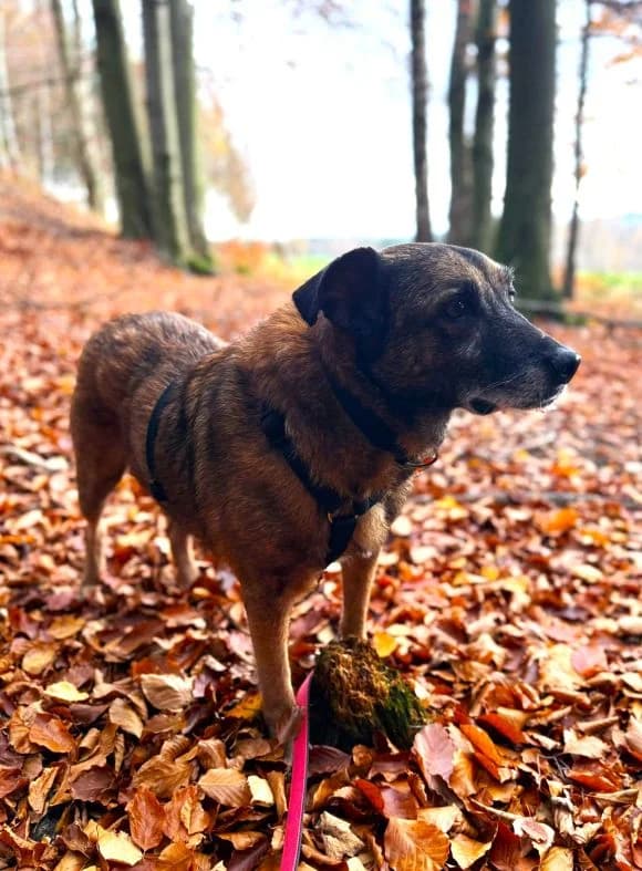 Timon, male Mixed Breed for adoption at Tierheim Neu-Amerika — photo 2 of 2