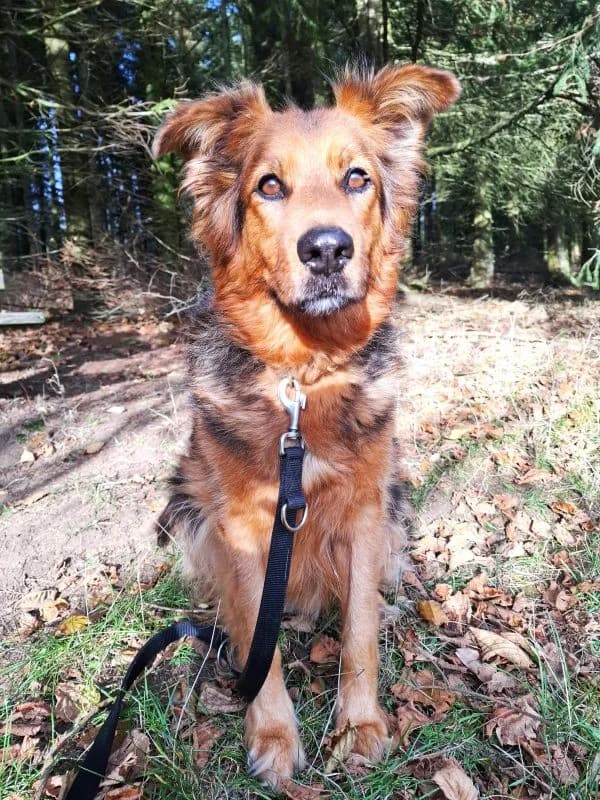 Pumba, male German Shepherd for adoption at Tierheim Neu-Amerika, Annaberg-Buchholz
