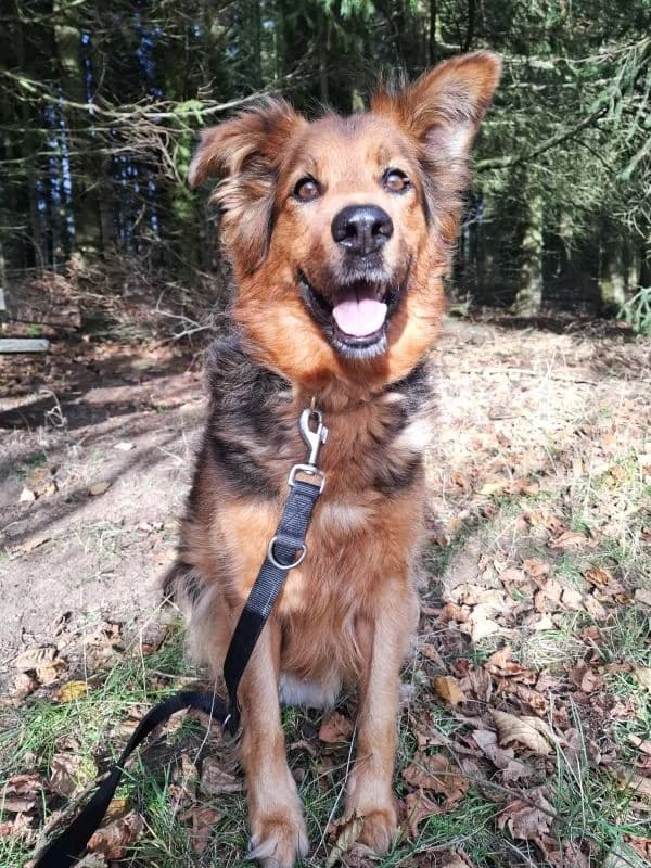 Pumba, male mixed breed for adoption at Tierheim Neu-Amerika — photo 2 of 2