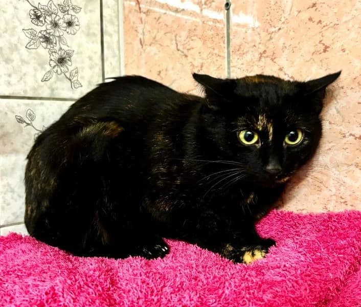 Venya, female Mixed Breed Cat for adoption at Tierheim Neu-Amerika, Annaberg-Buchholz