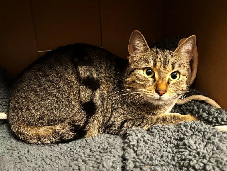 Vinya, female Mixed Breed Cat for adoption at Tierheim Neu-Amerika, Annaberg-Buchholz