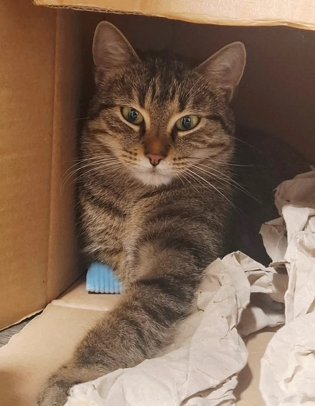 Vinya, female Mixed Breed Cat for adoption at Tierheim Neu-Amerika — photo 2 of 2