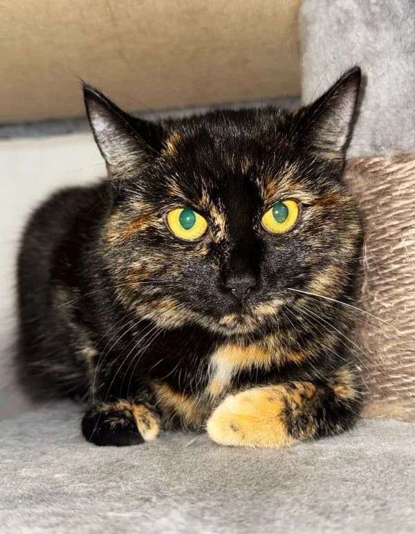 Virginia, female Mixed Breed Cat for adoption at Tierheim Neu-Amerika, Annaberg-Buchholz