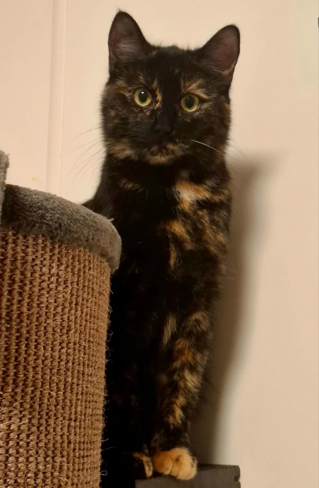 Virginia, female Mixed Breed Cat for adoption at Tierheim Neu-Amerika — photo 2 of 2