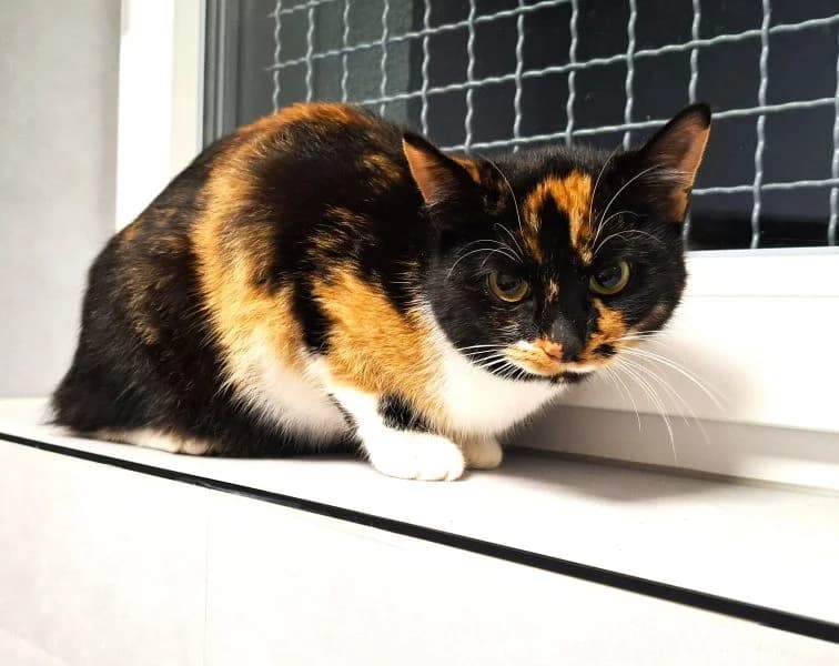 Valesca, female Mixed Breed Cat for adoption at Tierheim Neu-Amerika, Annaberg-Buchholz