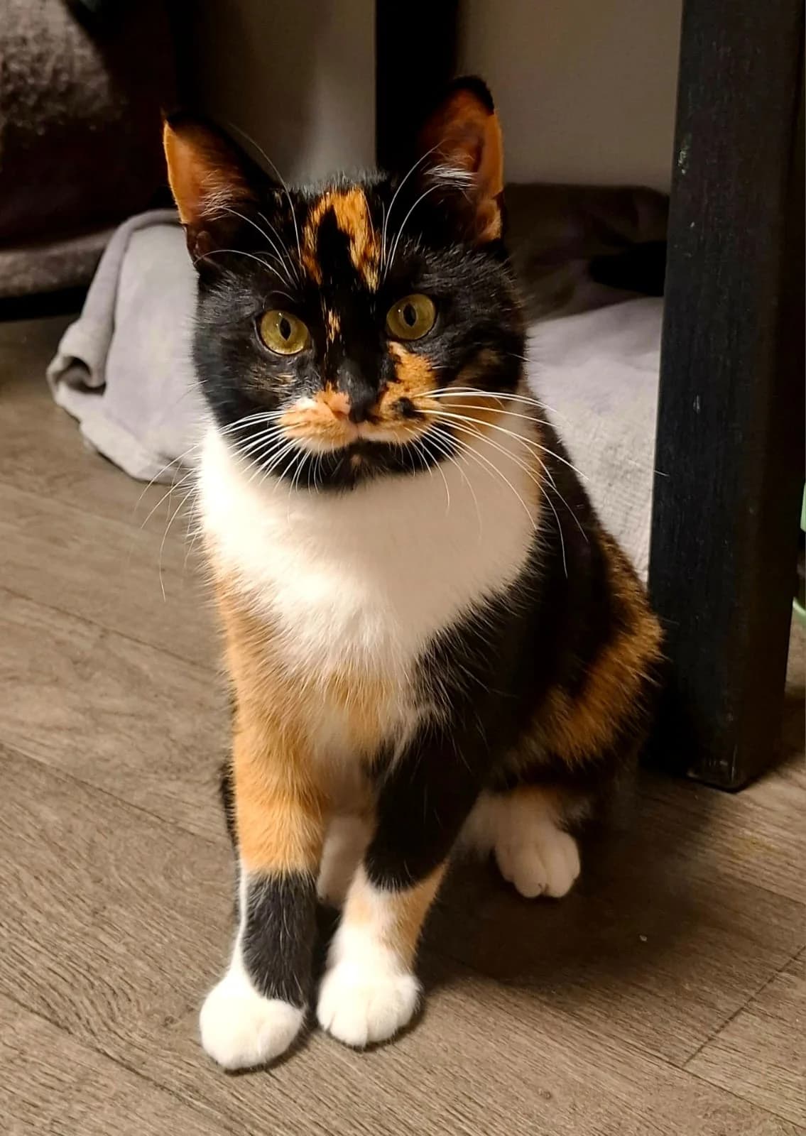 Valesca, female Mixed Breed Cat for adoption at Tierheim Neu-Amerika — photo 2 of 3