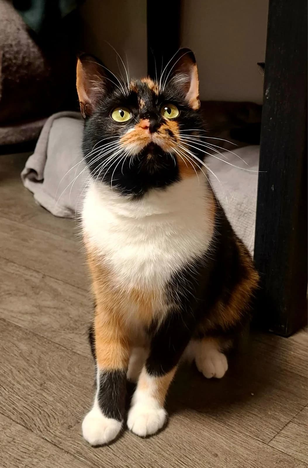 Valesca, female Mixed Breed Cat for adoption at Tierheim Neu-Amerika — photo 3 of 3