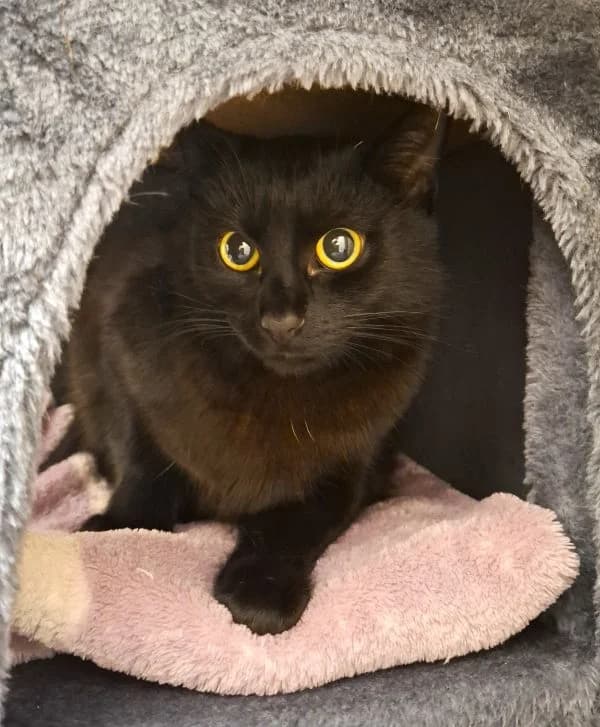 Vicky, female Mixed Breed Cat for adoption at Tierheim Neu-Amerika, Annaberg-Buchholz