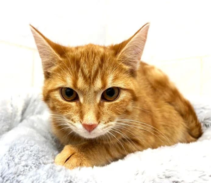 Vibi, female Mixed Breed Cat for adoption at Tierheim Neu-Amerika