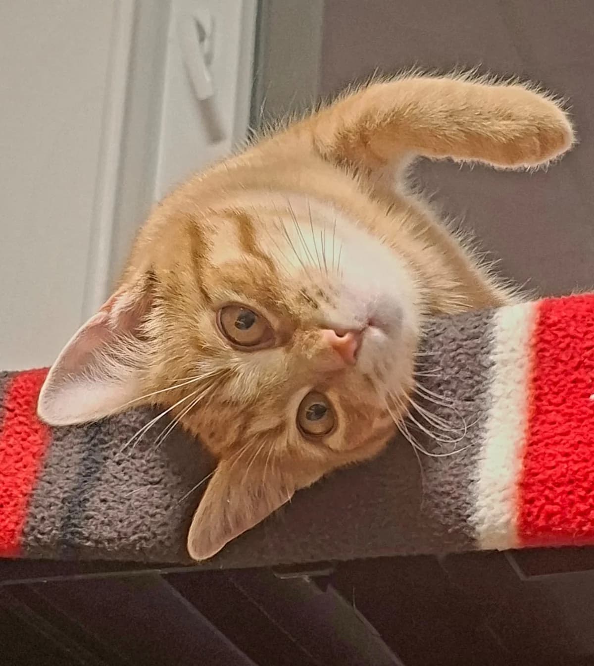 Vibi, female Mixed Breed Cat for adoption at Tierheim Neu-Amerika — photo 2 of 3