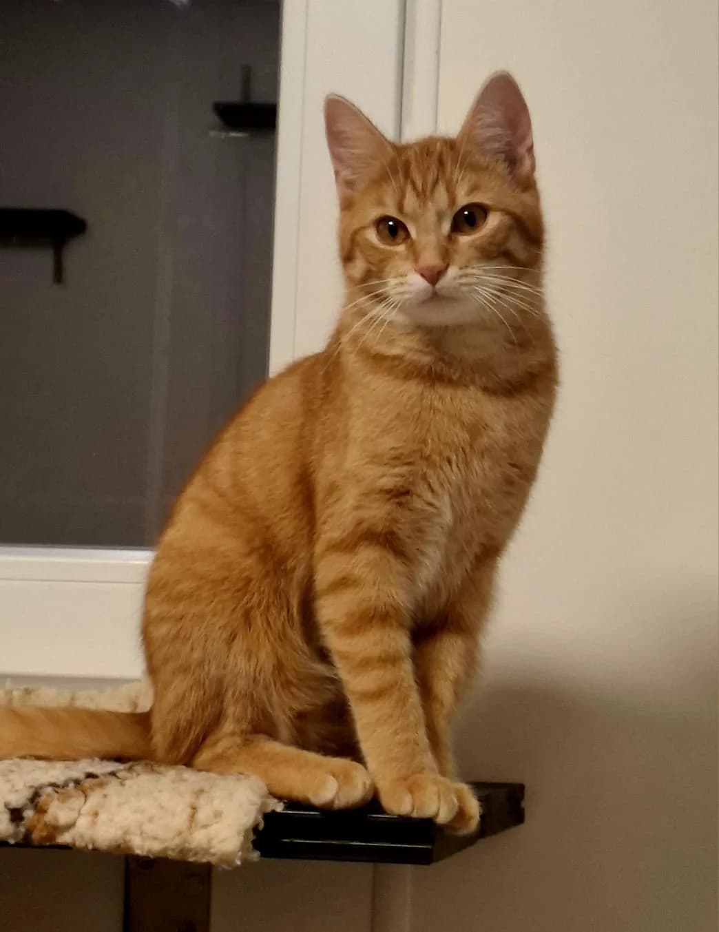 Vibi, female Mixed Breed Cat for adoption at Tierheim Neu-Amerika — photo 3 of 3