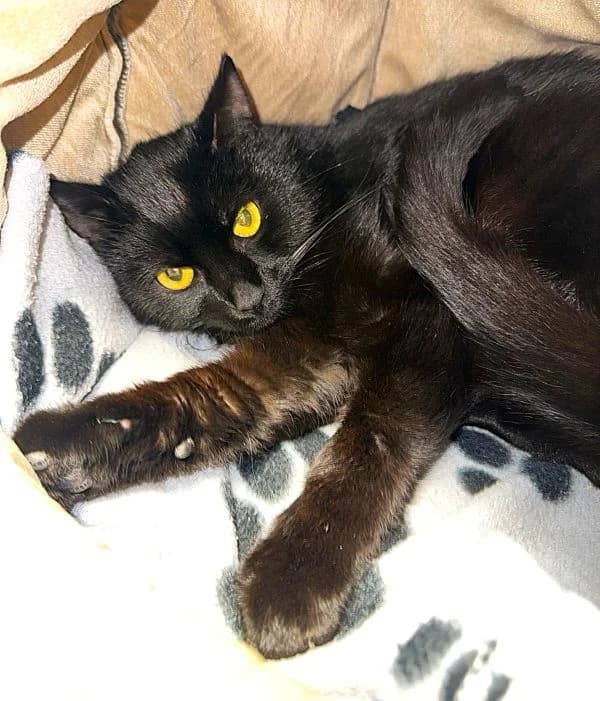 Viano, male Mixed Breed Cat for adoption at Tierheim Neu-Amerika, Annaberg-Buchholz